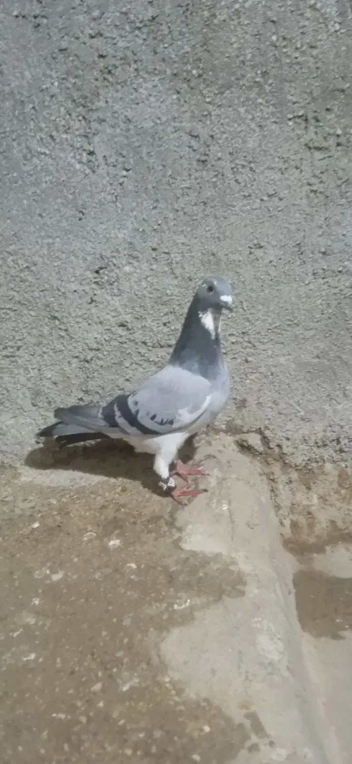 کبوتر|پرنده|جنت, |دیوار