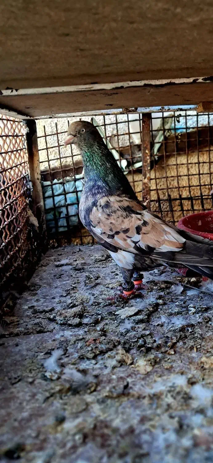 پرنده کله ای ارتشی ....|پرنده|ایذه, |دیوار