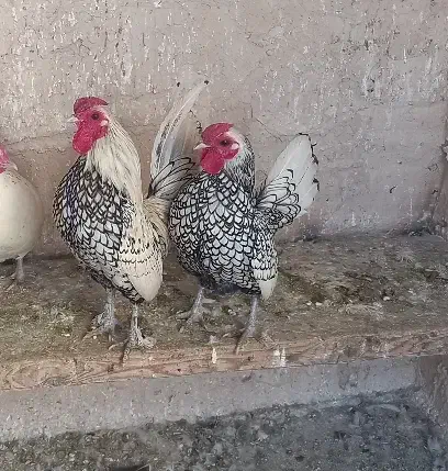 سه عدد خروس مینیاتوری|حیوانات مزرعه|لواسان, |دیوار