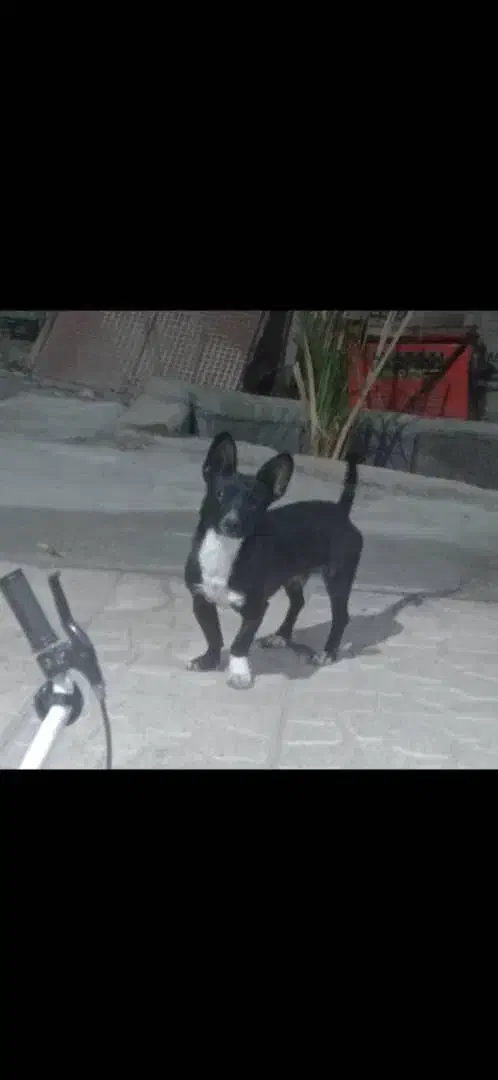 واگزاری سگ پاکوتاه قیمت 3500|سگ|بم, |دیوار