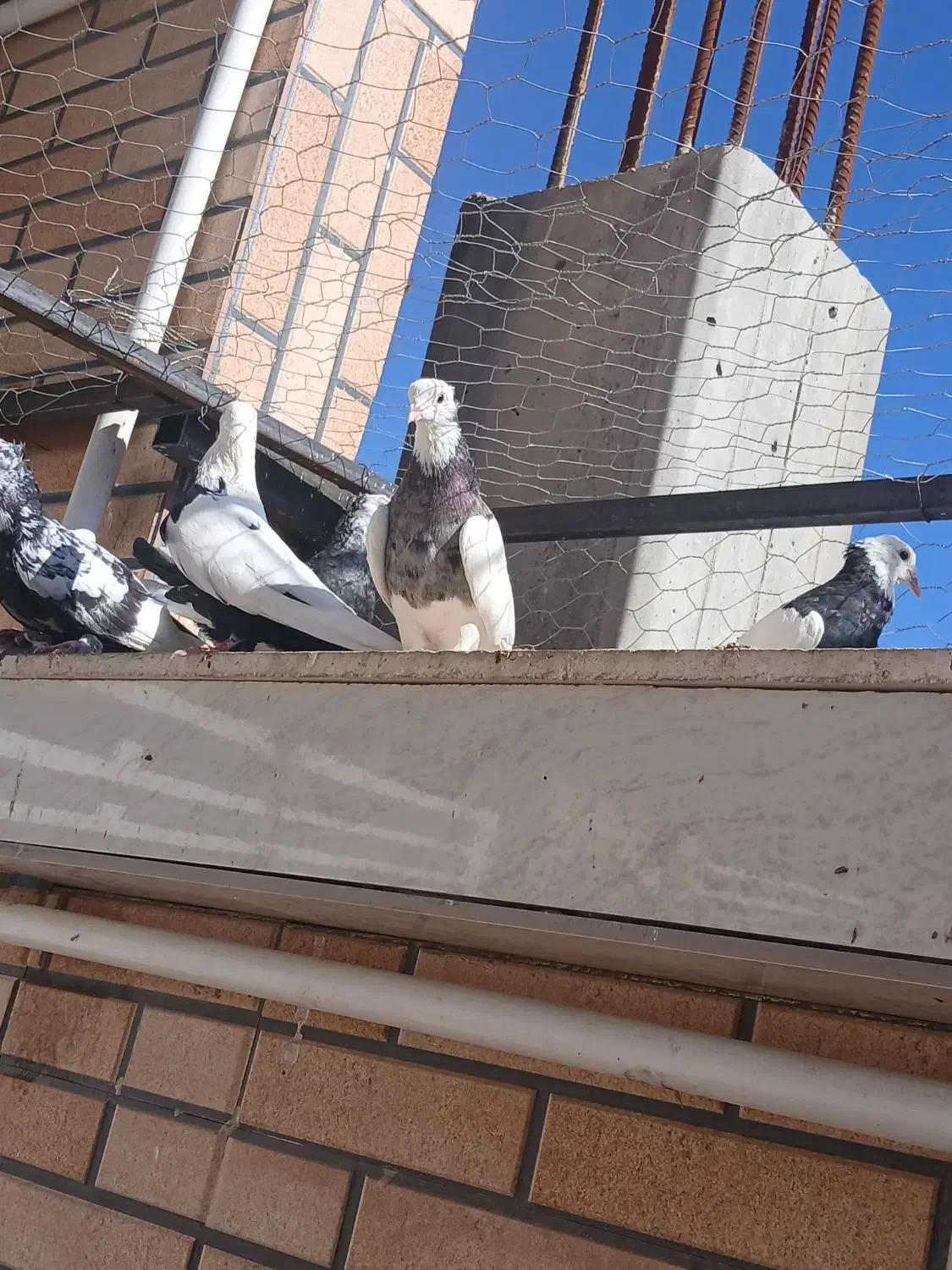 کفتر خوشکل خوش استایل|پرنده|کرمان, |دیوار