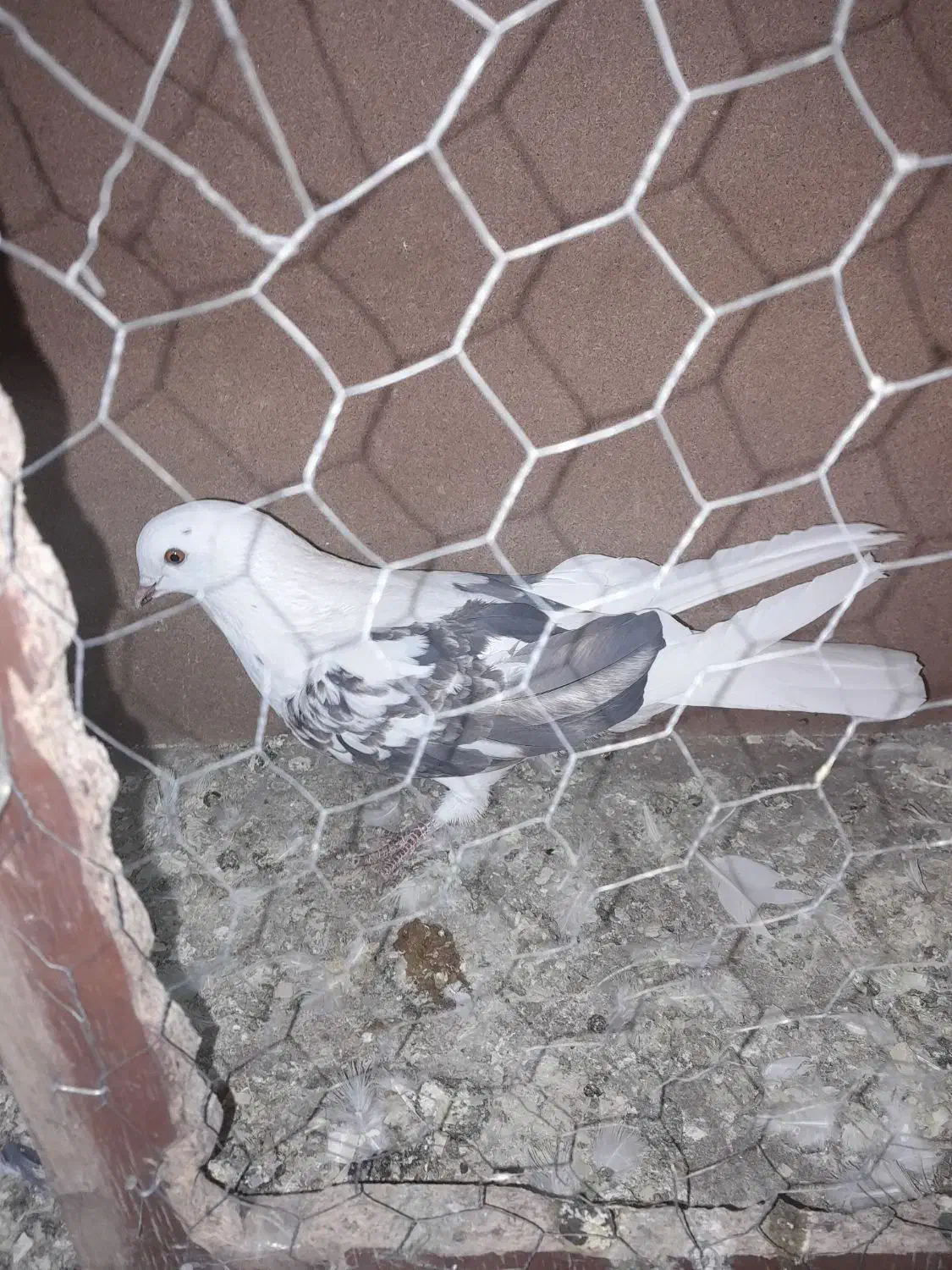 کفتر|پرنده|ملایر, |دیوار