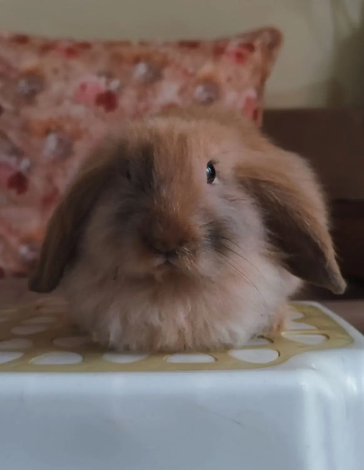 واگذاری رایگان بچه خرگوش لوپ سه ماهه|موش و خرگوش|کرج, گلشهر|دیوار