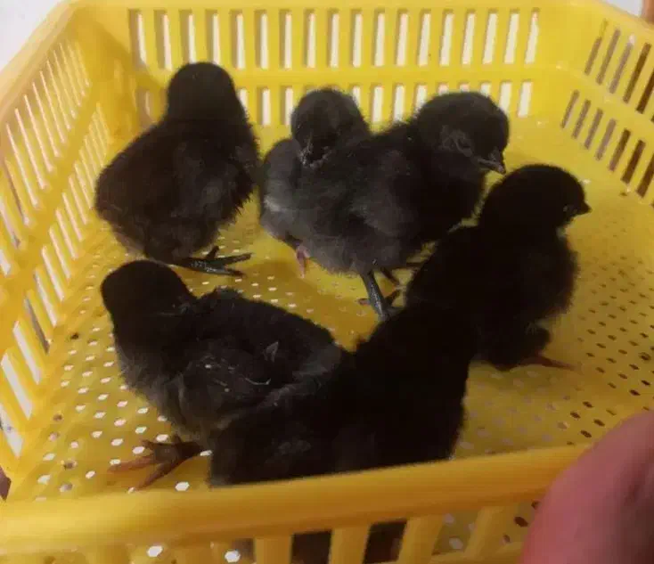 تخم مرغ نطفه دار نژاد دار، صد در صد تضمینی|حیوانات مزرعه|اصفهان, قهاب جنوبی|دیوار