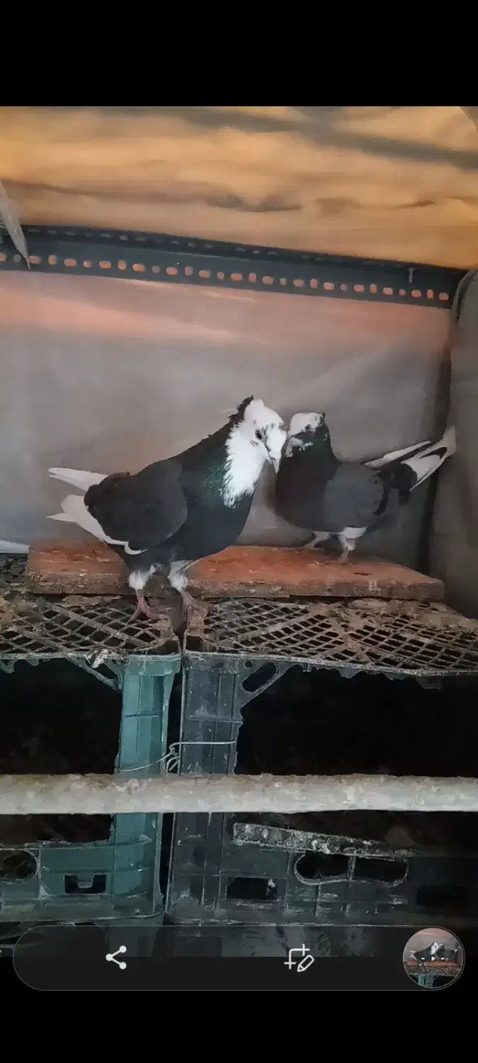 کفتر گمشده|حیوانات|اسلام‌شهر, شهرک قائمیه|دیوار