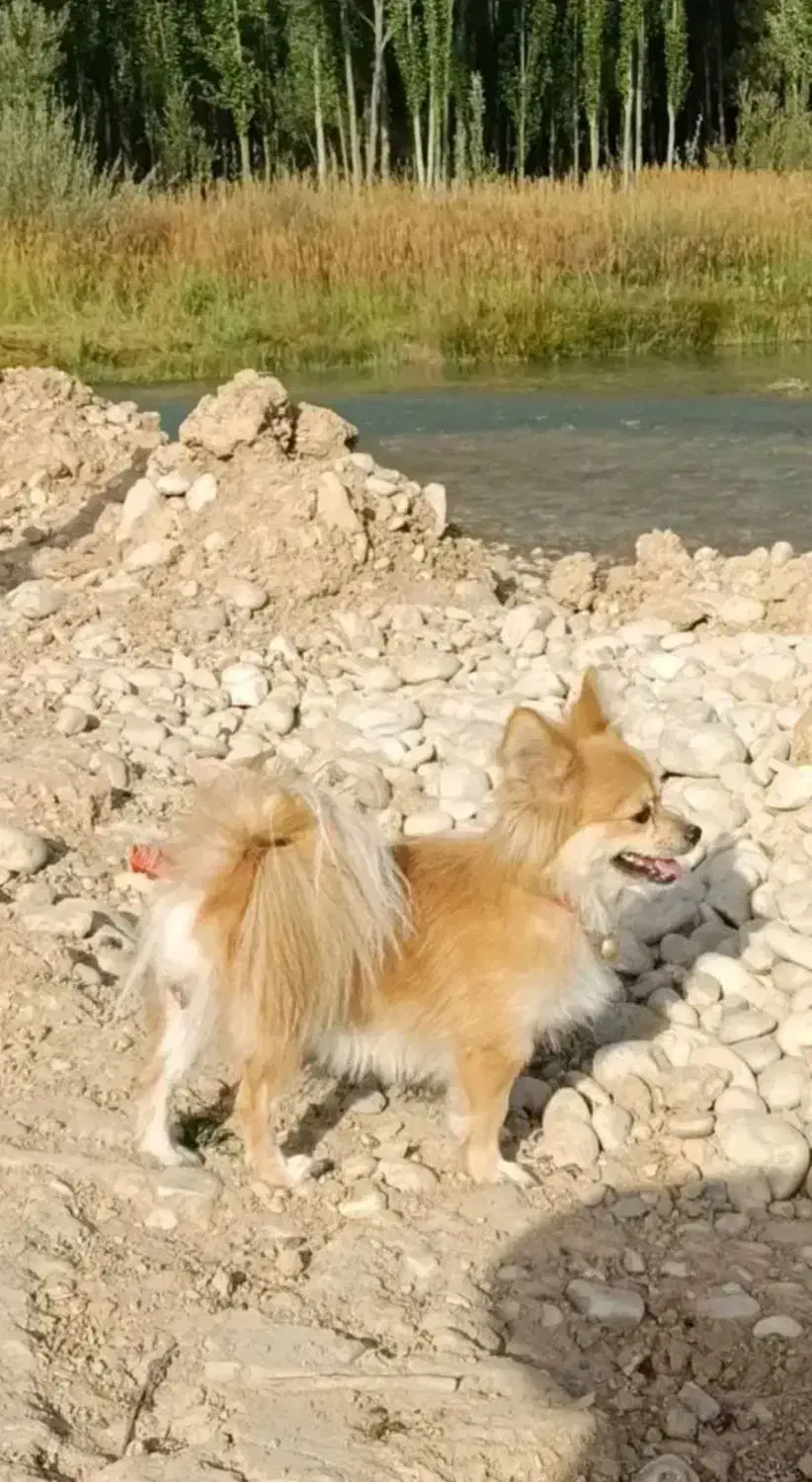 سگ پامر|سگ|دزفول, |دیوار