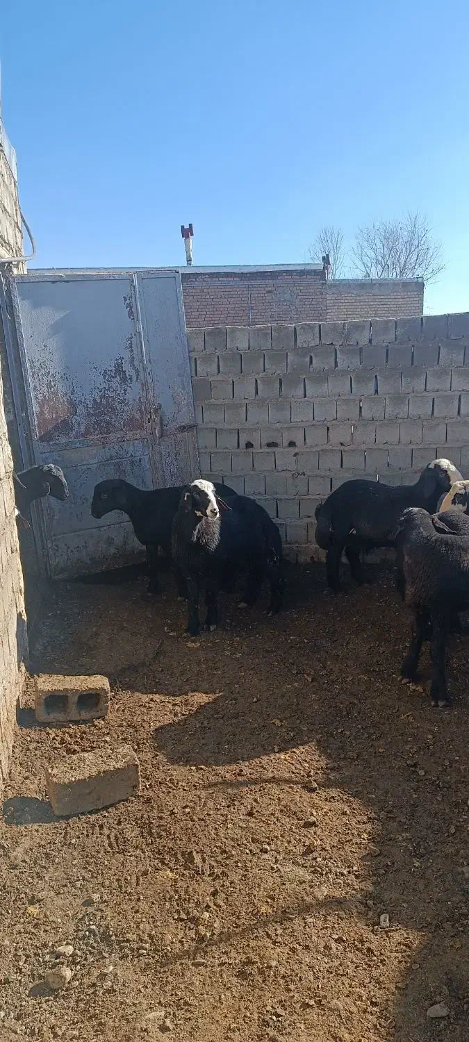 بره نر شین بش|حیوانات مزرعه|نقده, |دیوار