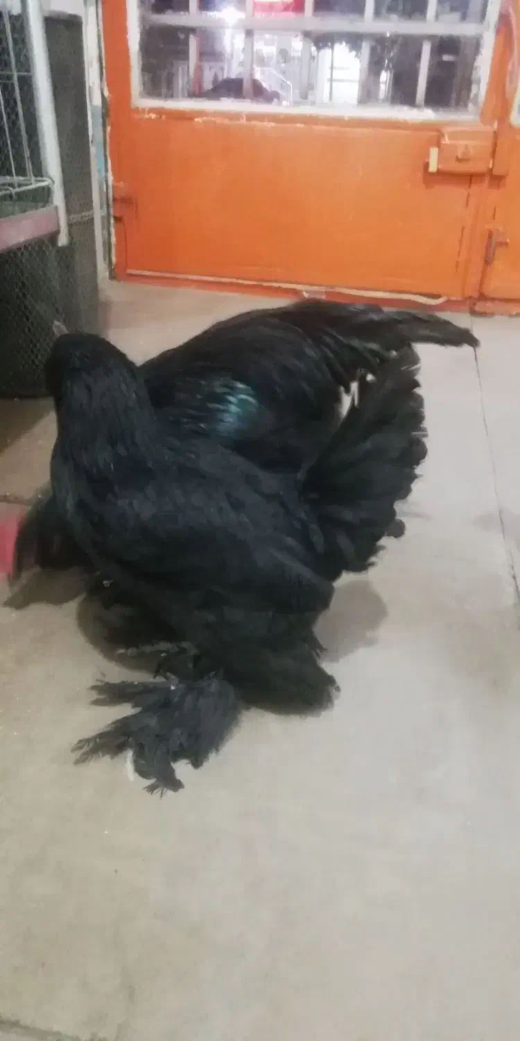 مرغ وخروس مرندی|حیوانات مزرعه|خمینی‌شهر, |دیوار