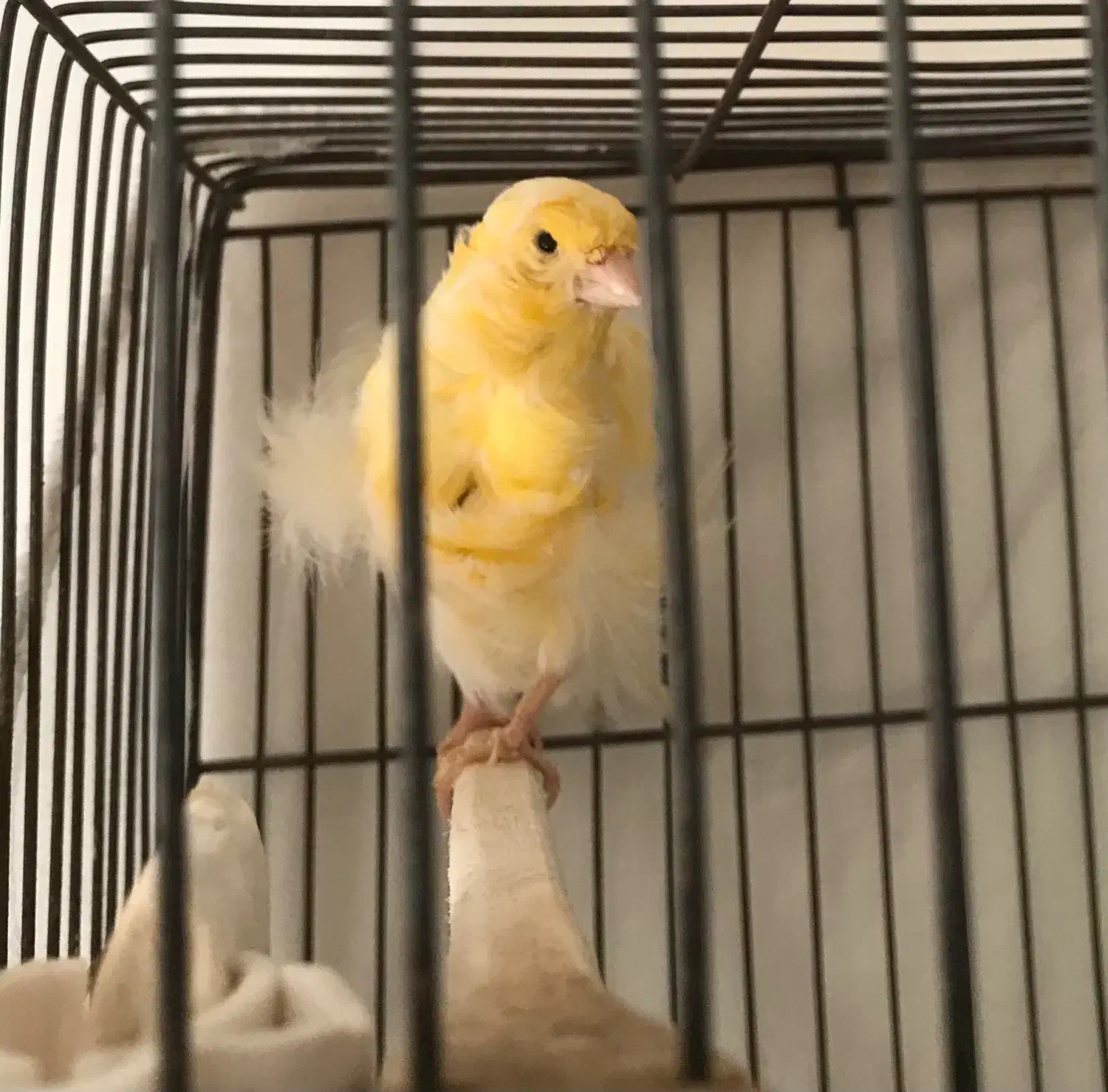 قناری ماده فری|پرنده|سبزوار, هویزه|دیوار