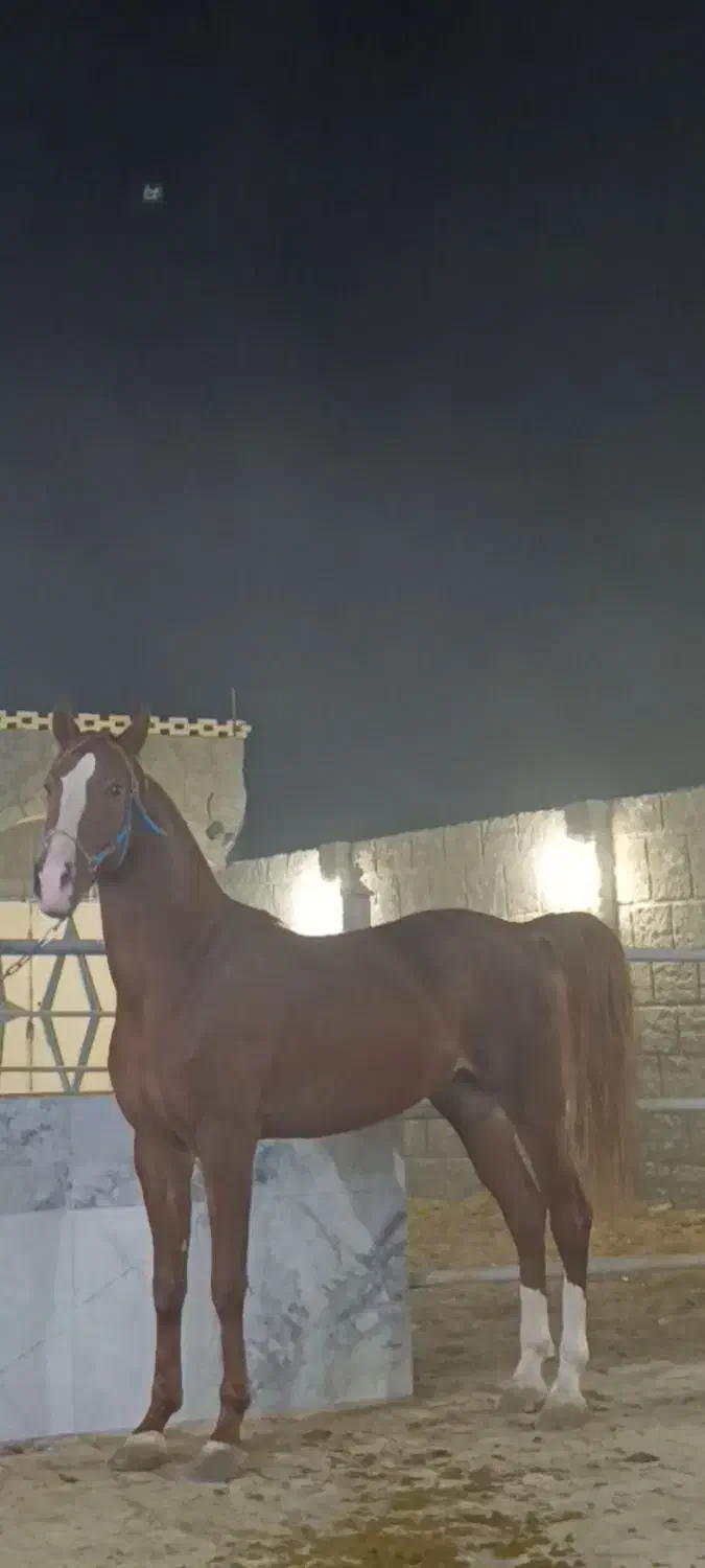 اسب کرد|اسب و تجهیزات اسب‌سواری|شهرکرد, |دیوار