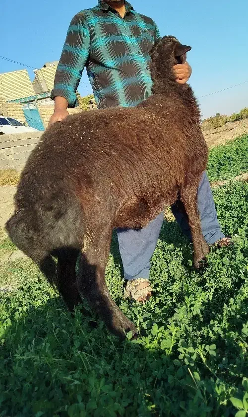 بره قوچی هترو قزل افشار|حیوانات مزرعه|مشهد, چهاربرج|دیوار