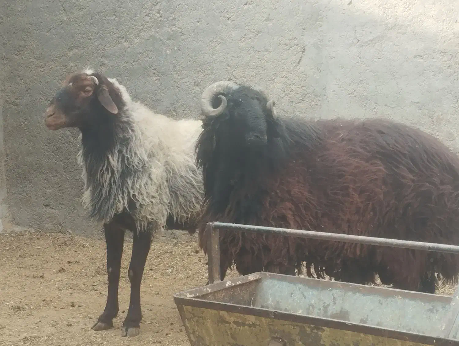 میش قوچ|حیوانات مزرعه|ورامین, قويينک زهری|دیوار