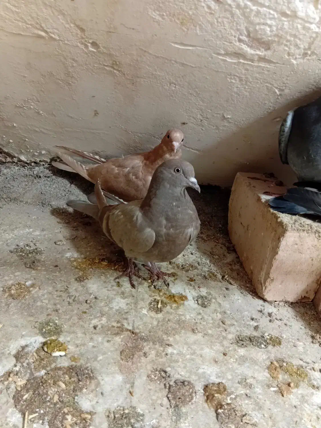 کفتر پرشی|پرنده|قم, سراجه (۱۵ خرداد)|دیوار