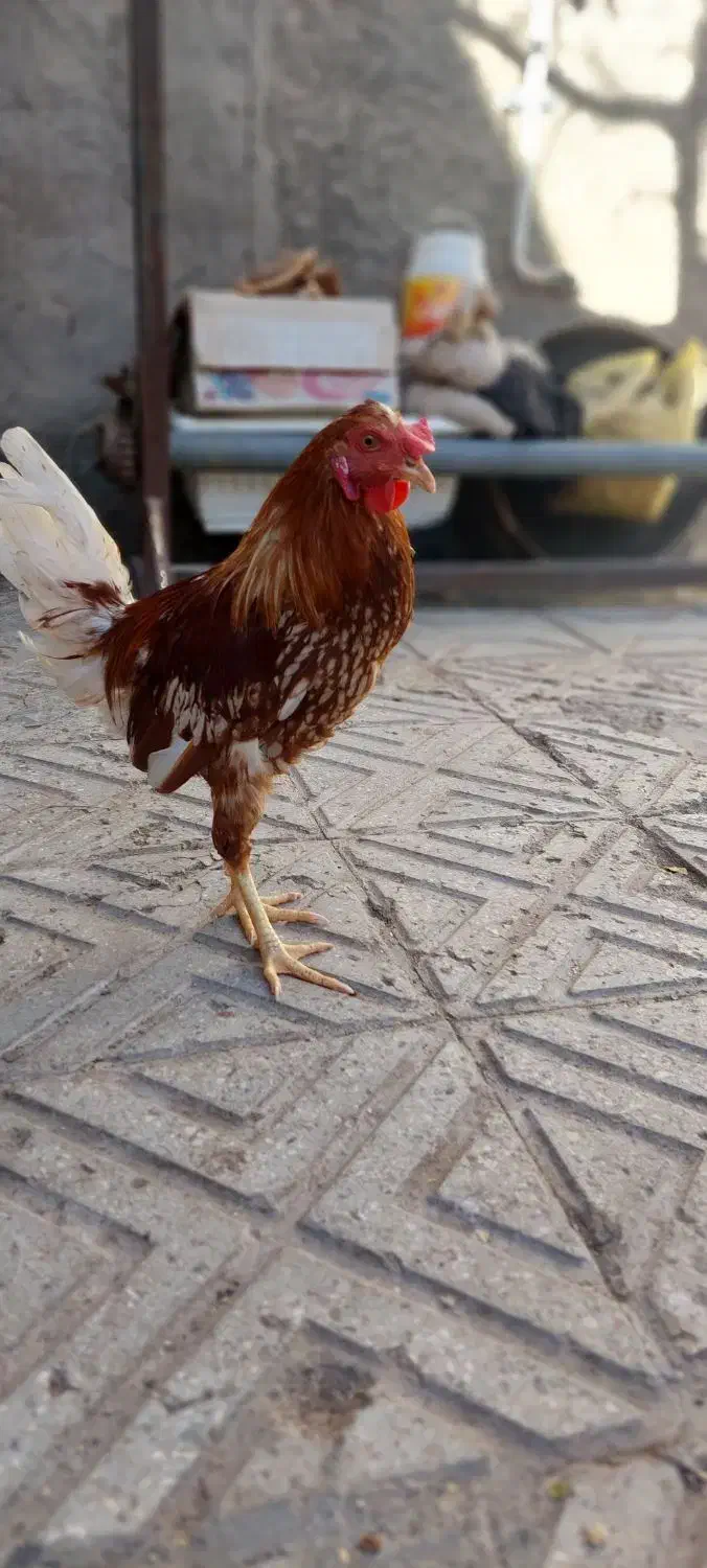 گلین سرخ|پرنده|بیرجند, |دیوار