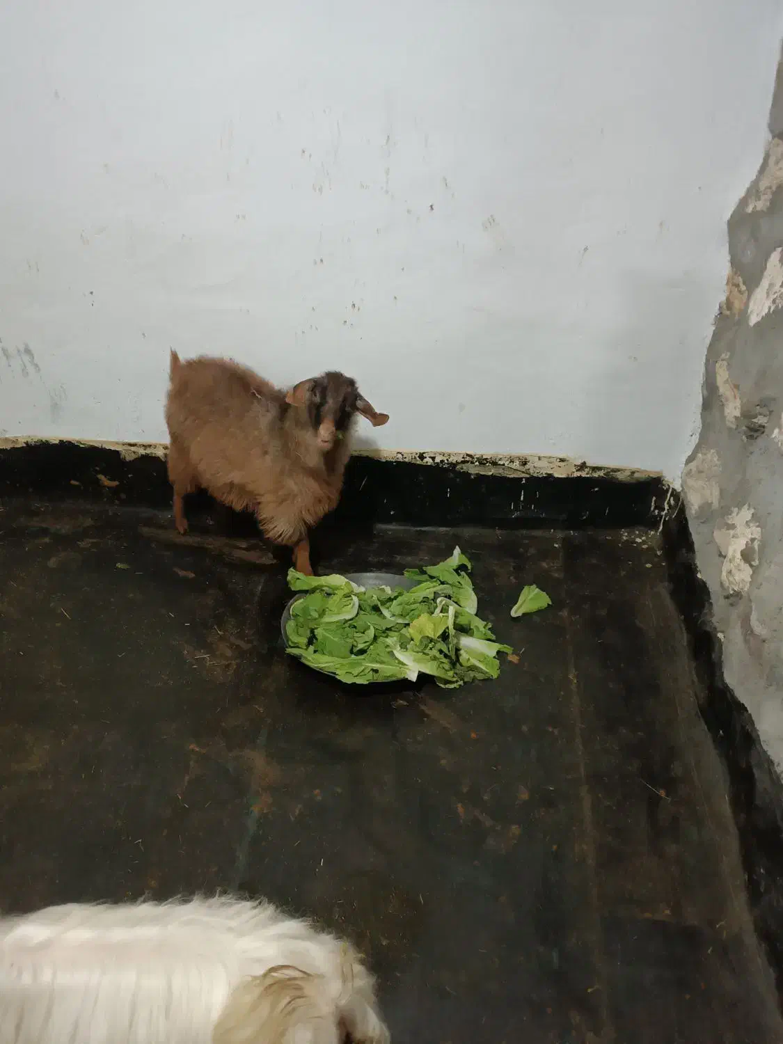 بزغاله زینتی ،عروسک|حیوانات مزرعه|مهاباد (آذربایجان غربی), |دیوار