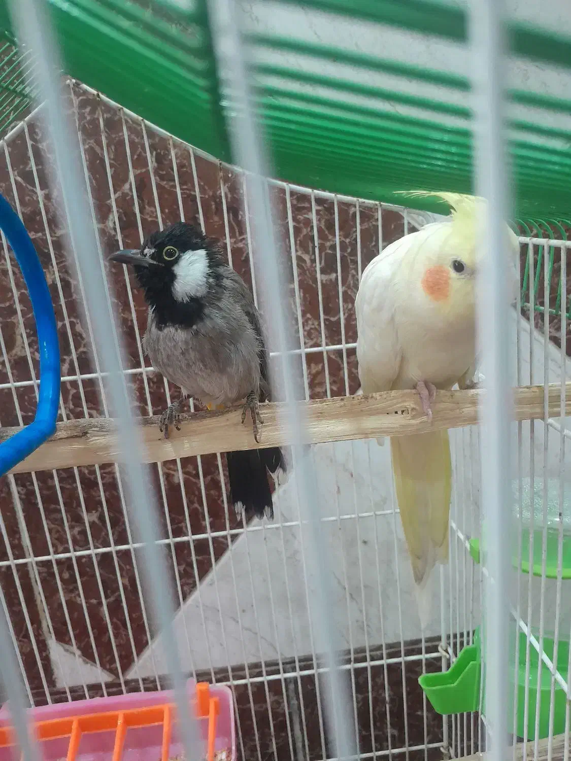 عروس هلندی|پرنده|شادگان, |دیوار