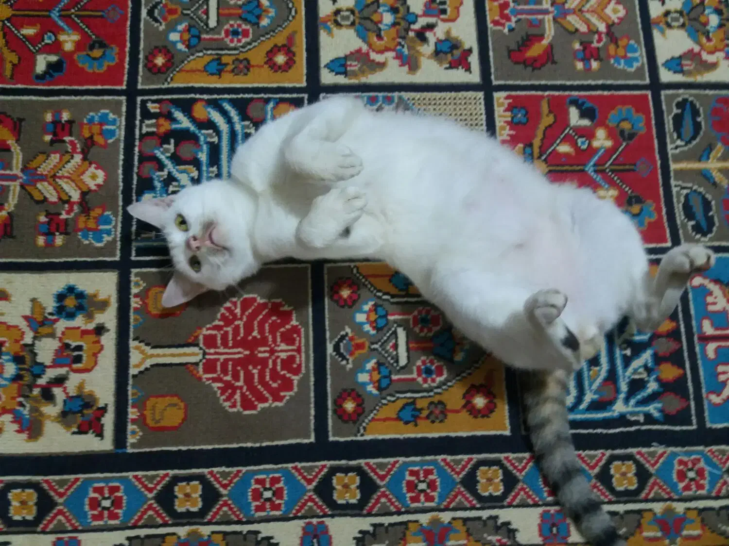 واگذاری گربه نر خانگی بسیار رام ودوست داشتنی|گربه|لنگرود, |دیوار