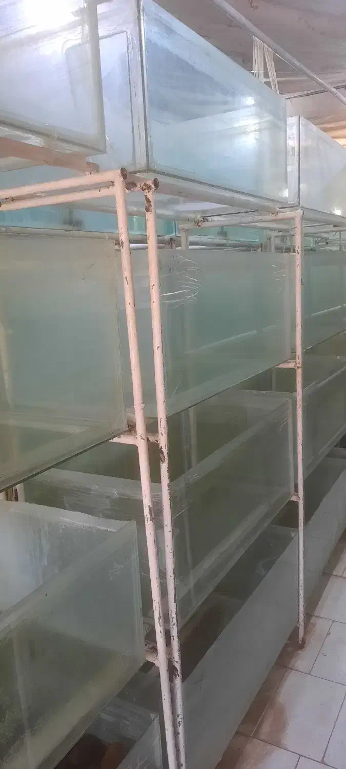 اکواریوم یک متری|ماهی|ملایر, |دیوار