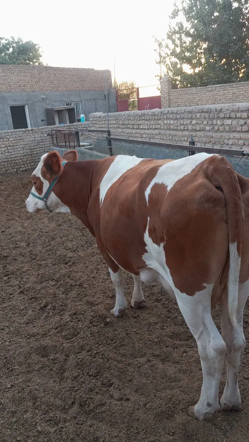 تلبسه چاق ی شکم زاییده|حیوانات مزرعه|پیشوا, |دیوار