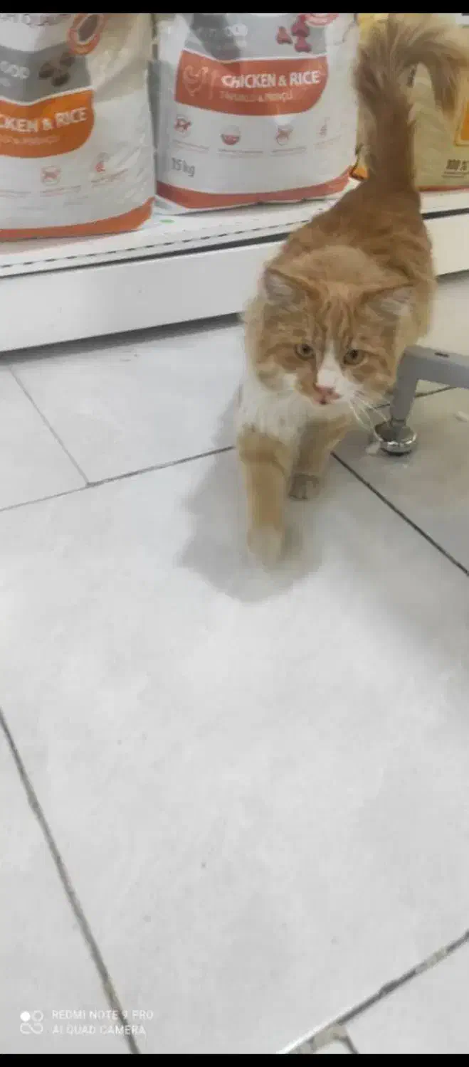 واگذاری گربه طلایی|گربه|تهران, بهداشت|دیوار