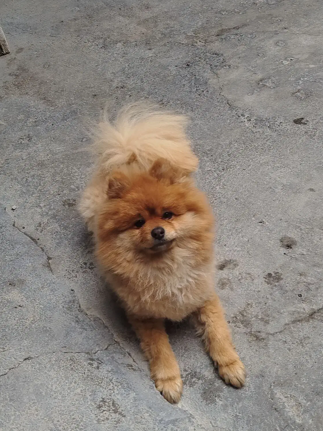 پامرانین|سگ|نقده, |دیوار