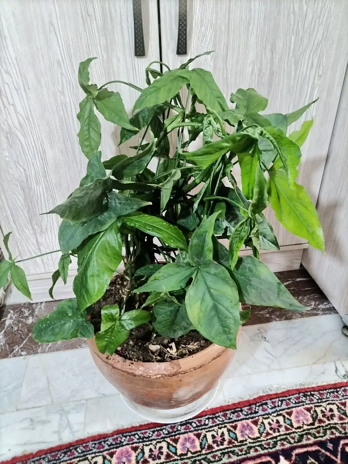 گل سینگونیوم|گل و گیاه طبیعی|تهران, شهرک پرواز|دیوار