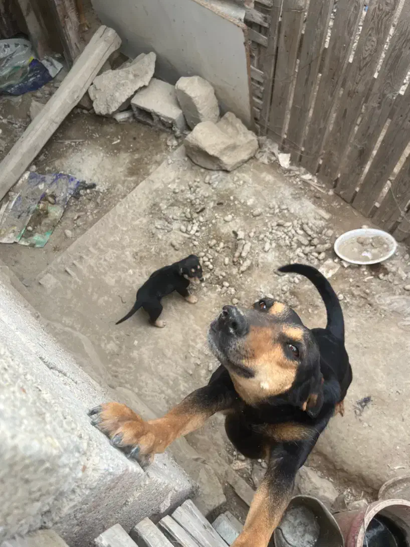 سگ دورمن|سگ|بندر گناوه, |دیوار