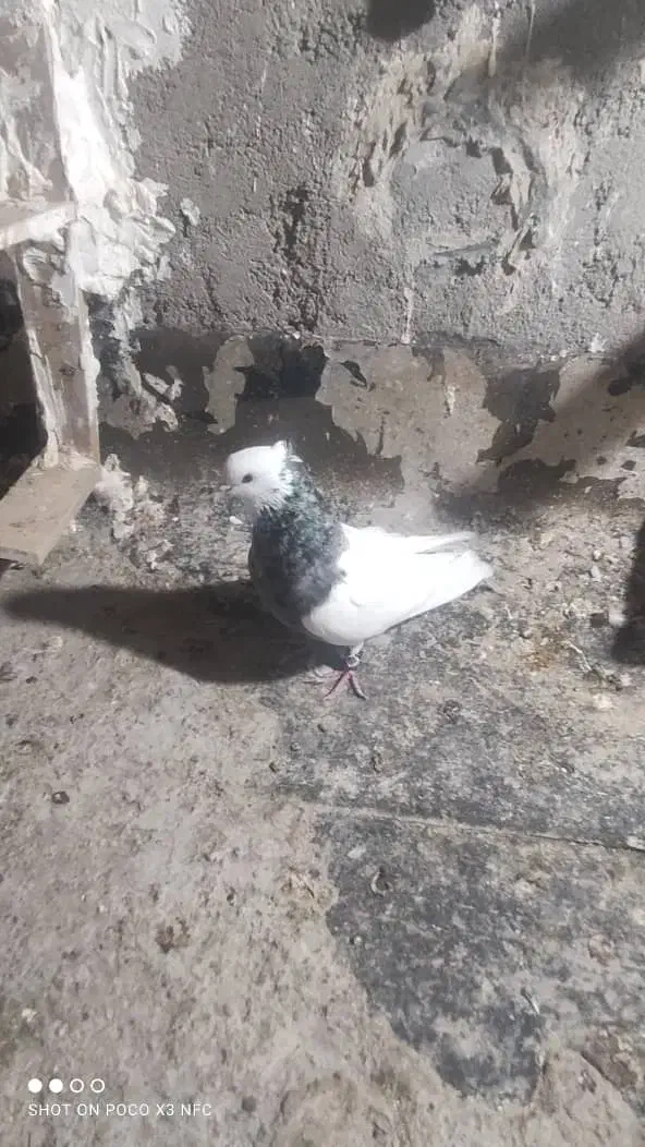 کبوترکوهی گرفتنی|پرنده|اهواز, جانبازان|دیوار