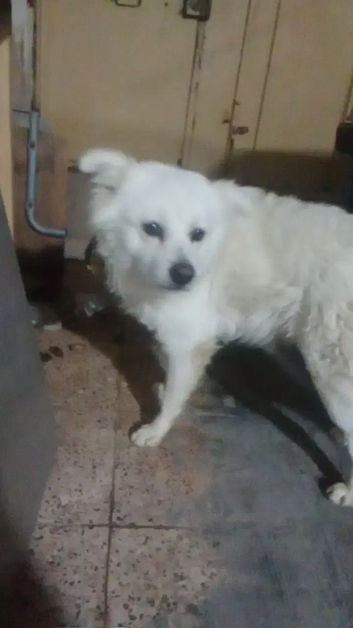 سگ اشپیز|سگ|بندرعباس, |دیوار