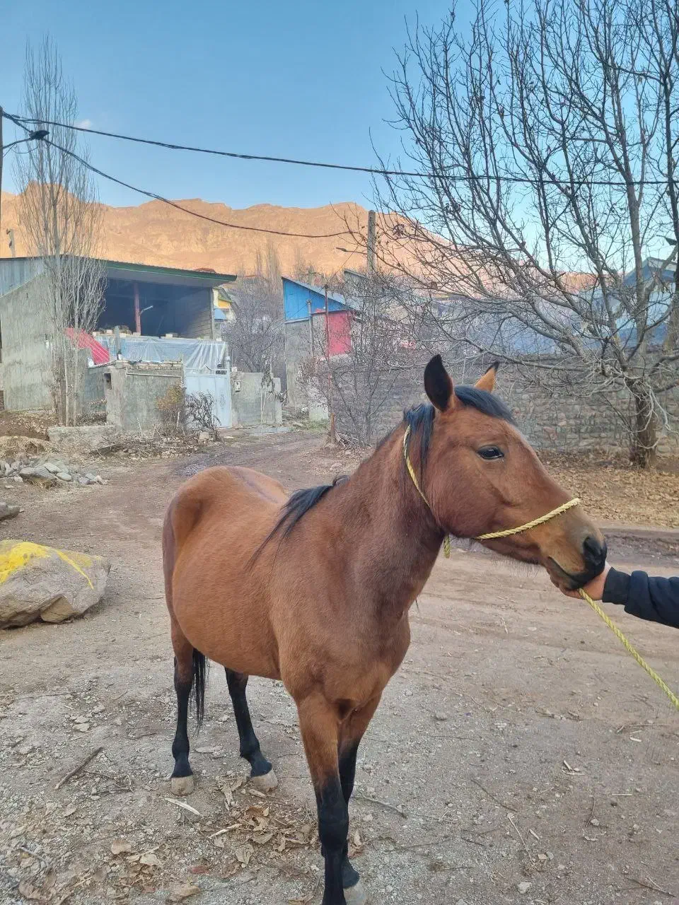 اسب|اسب و تجهیزات اسب‌سواری|کوهسار (البرز), |دیوار