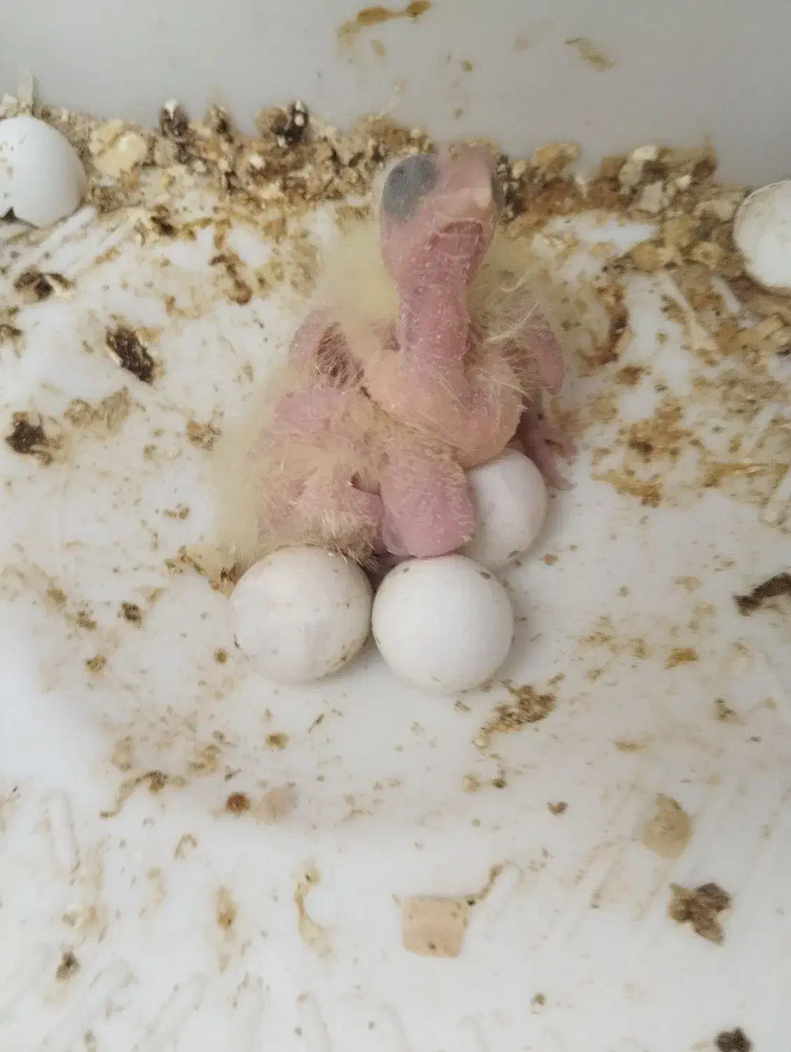 عروس هلندی|پرنده|محمدیه-قزوین, |دیوار