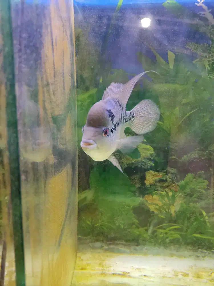 اکواریوم و ماهی فلاور|ماهی|تهران, زهتابی|دیوار