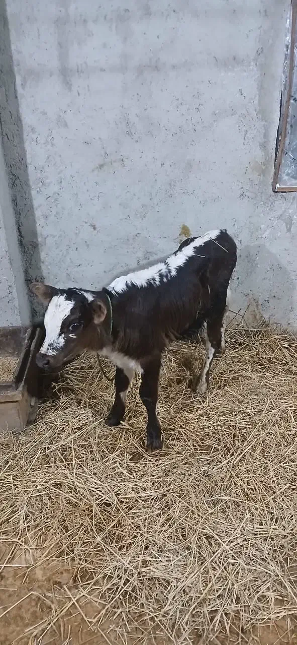 گاو شیری با گوساله نر|حیوانات مزرعه|آستارا, |دیوار