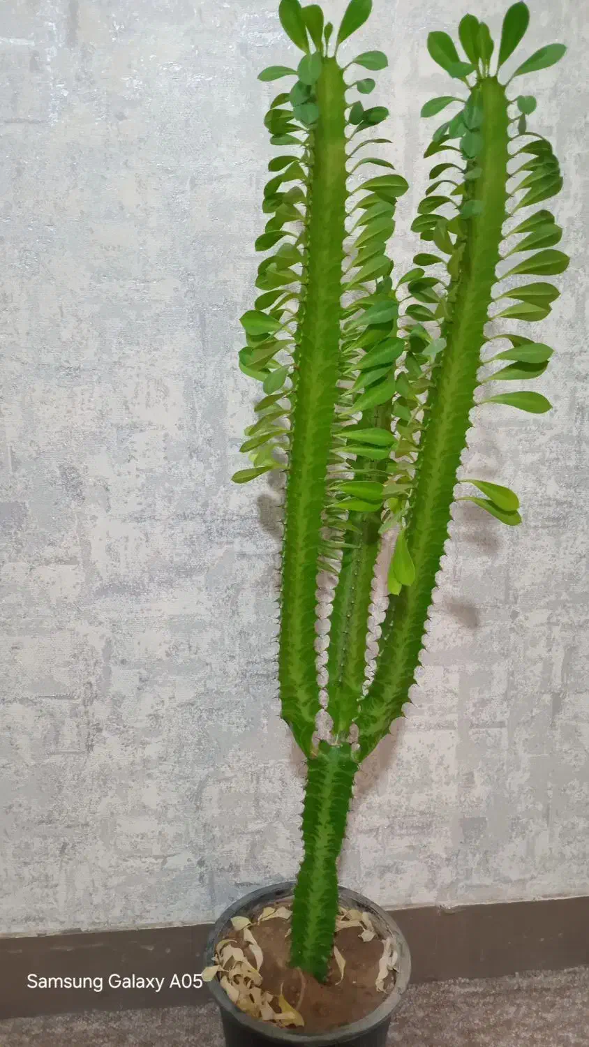 گل پرورش خونگی|گل و گیاه طبیعی|مسجد سلیمان, |دیوار