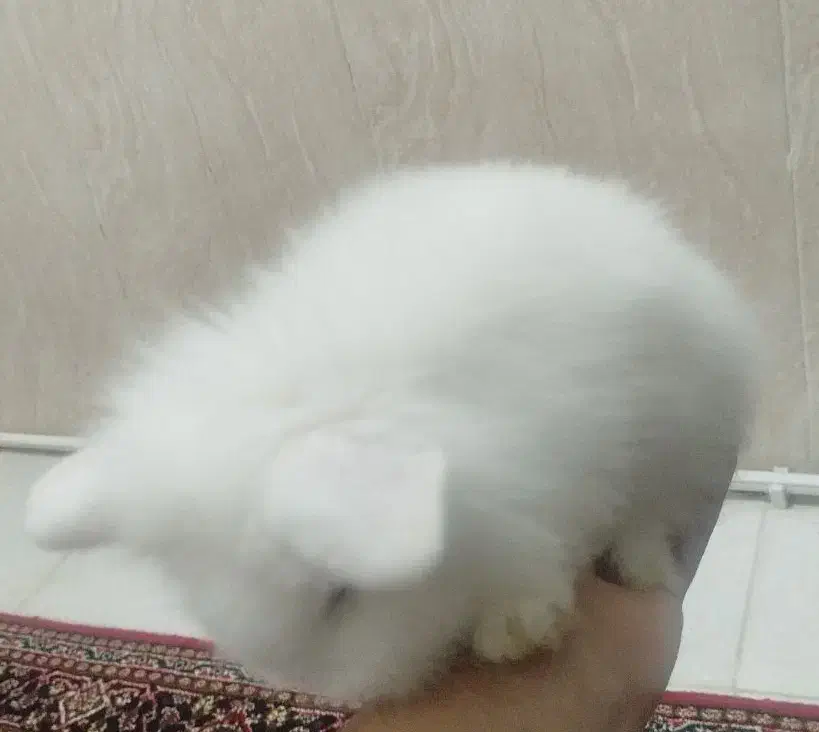 خرگوش لوپ|موش و خرگوش|مریوان, |دیوار