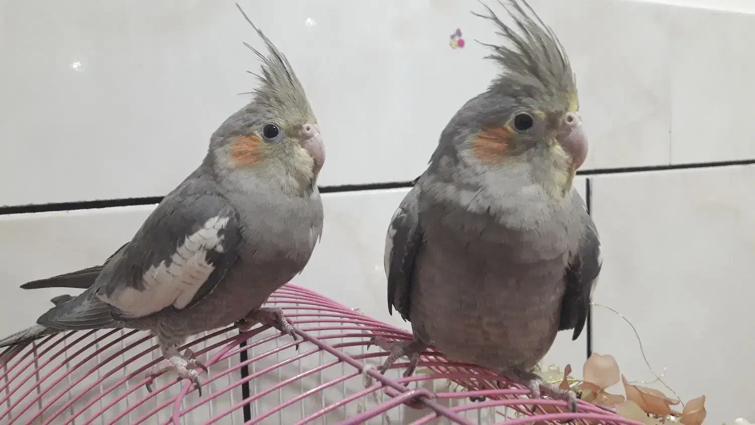 عروس هلندی ناز و باحال جفت|پرنده|پیر بکران, |دیوار