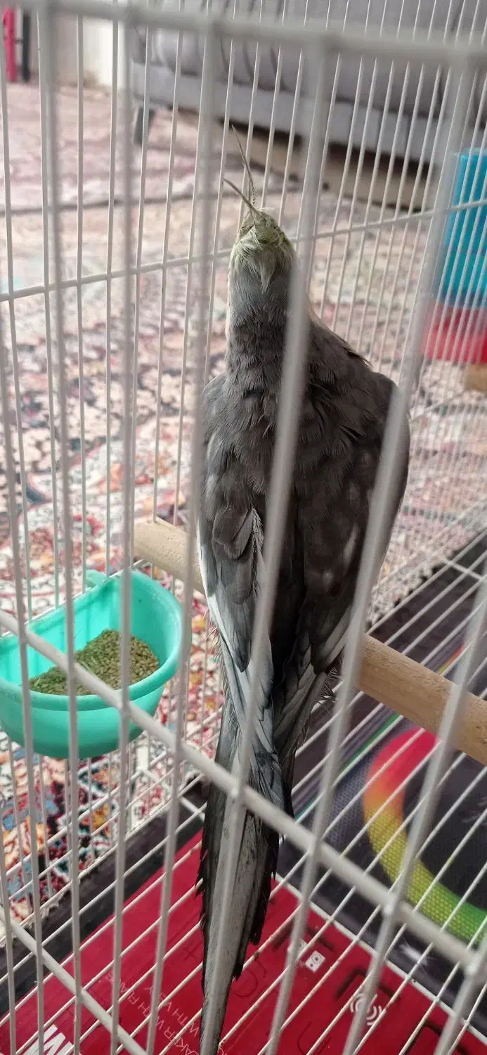 جفت عروس هلندی مولد دستی|پرنده|خواف, |دیوار