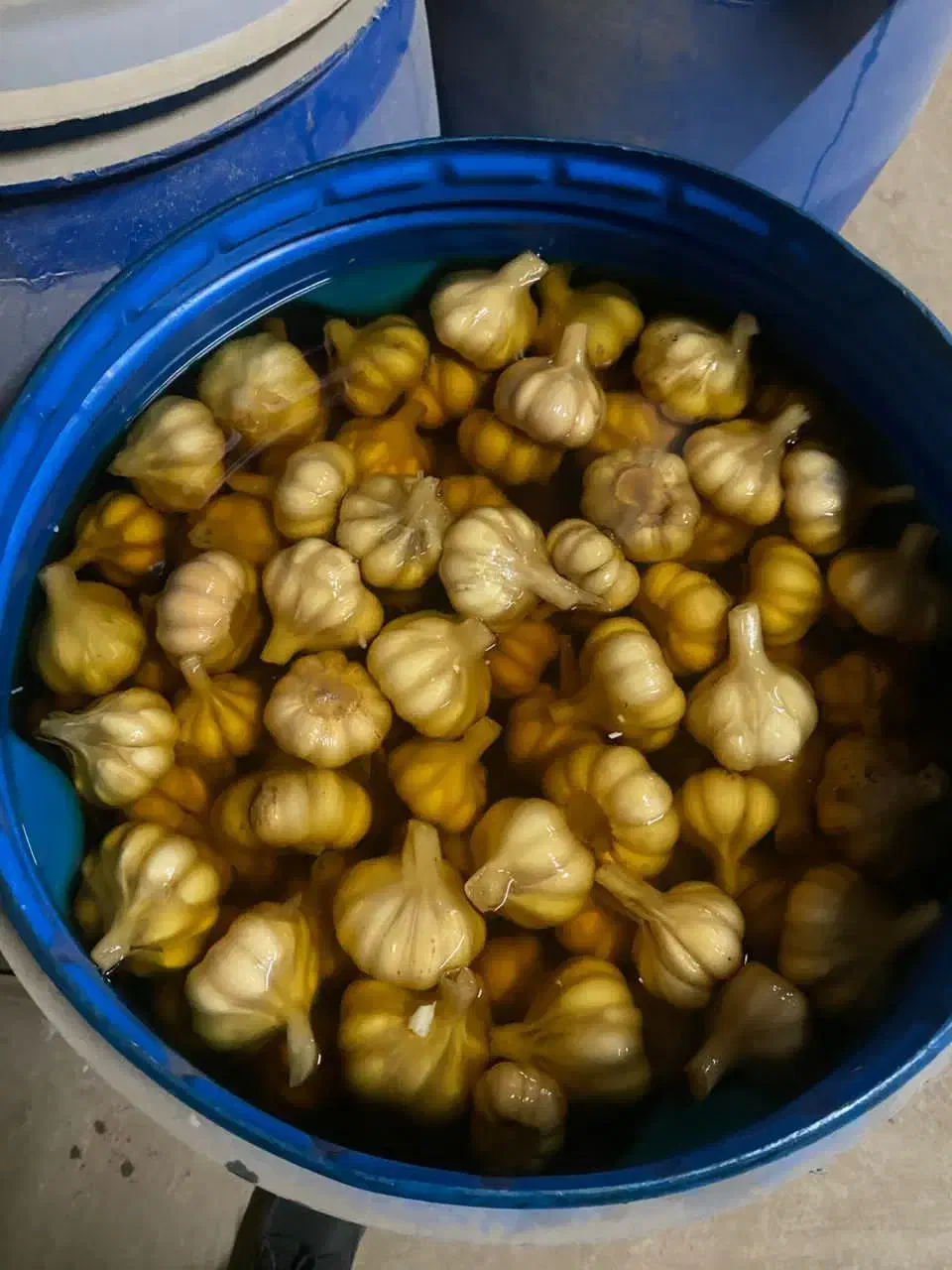 پخش ، زیتون ، گلسیر ، سیر ترشی ، روغن زیتون|خوردنی و آشامیدنی|رودبار, |دیوار