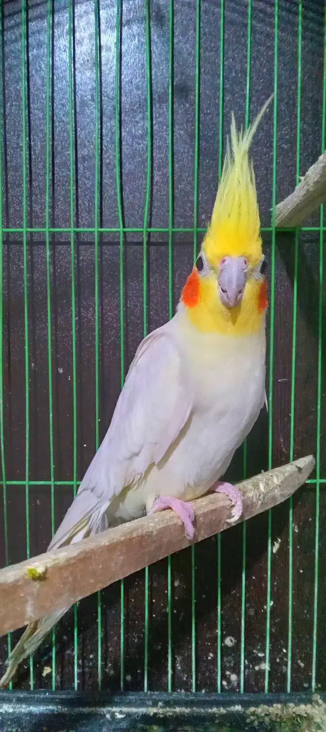 یک عدد عروس هلندی لوتینو|پرنده|بهشهر, |دیوار