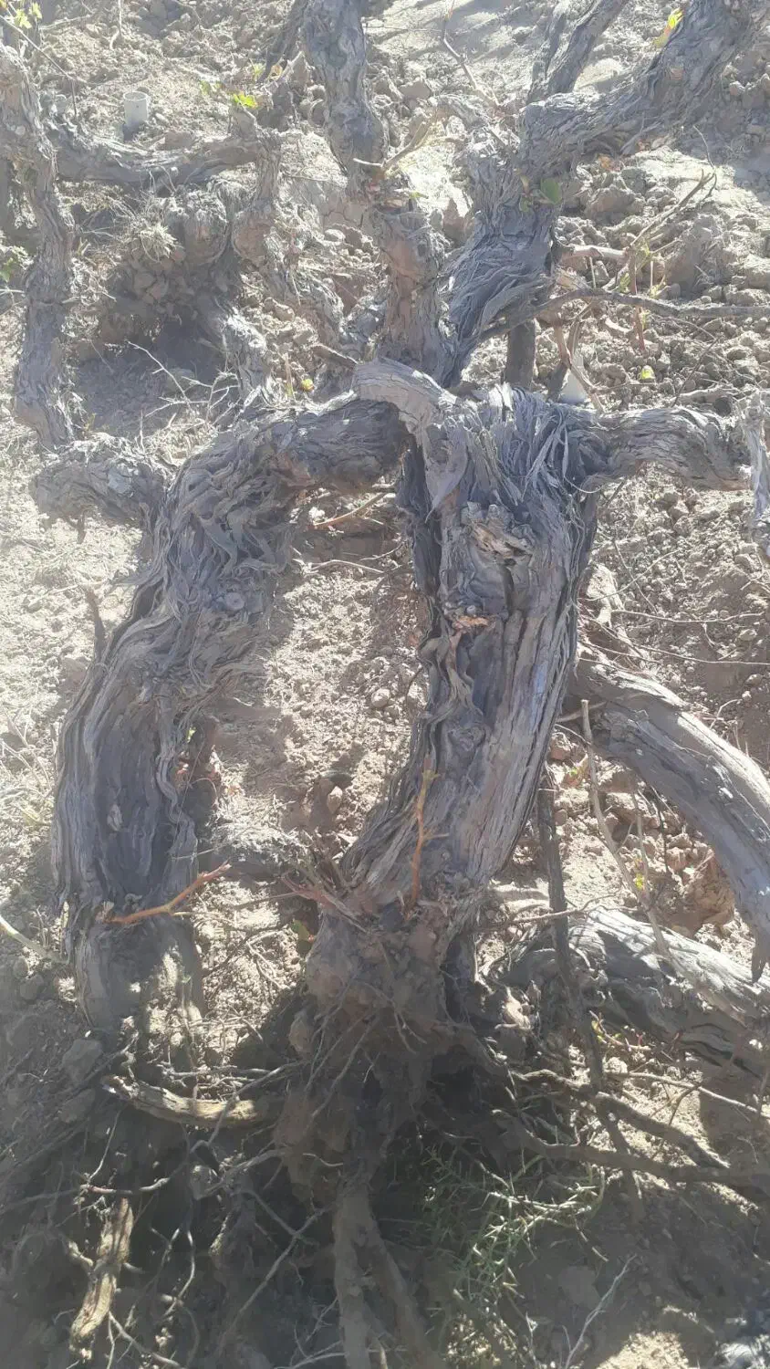 میم انگور|حراج|کاشمر, |دیوار