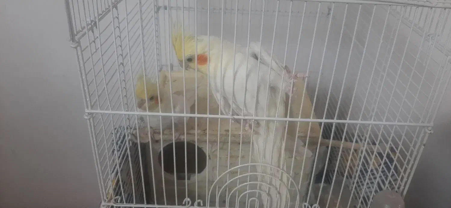 عروس هلندی|پرنده|آبیک, |دیوار