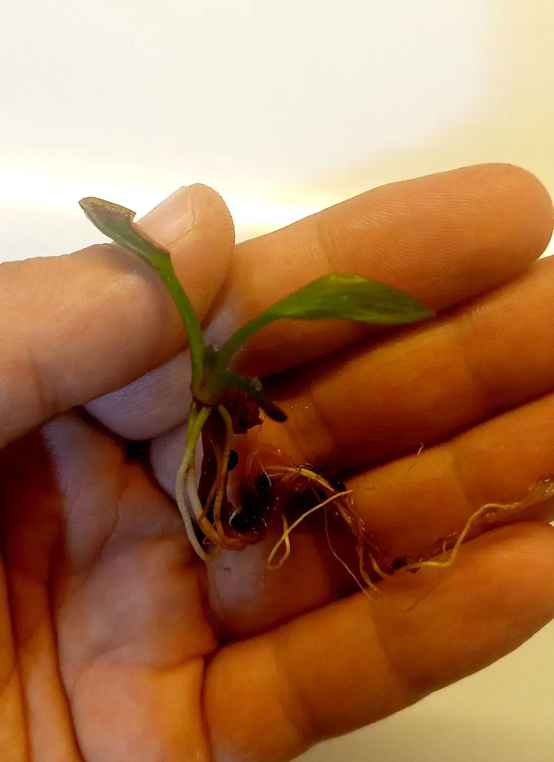 گیاه آکواریوم پلنت|ماهی|تهران, کرمان|دیوار