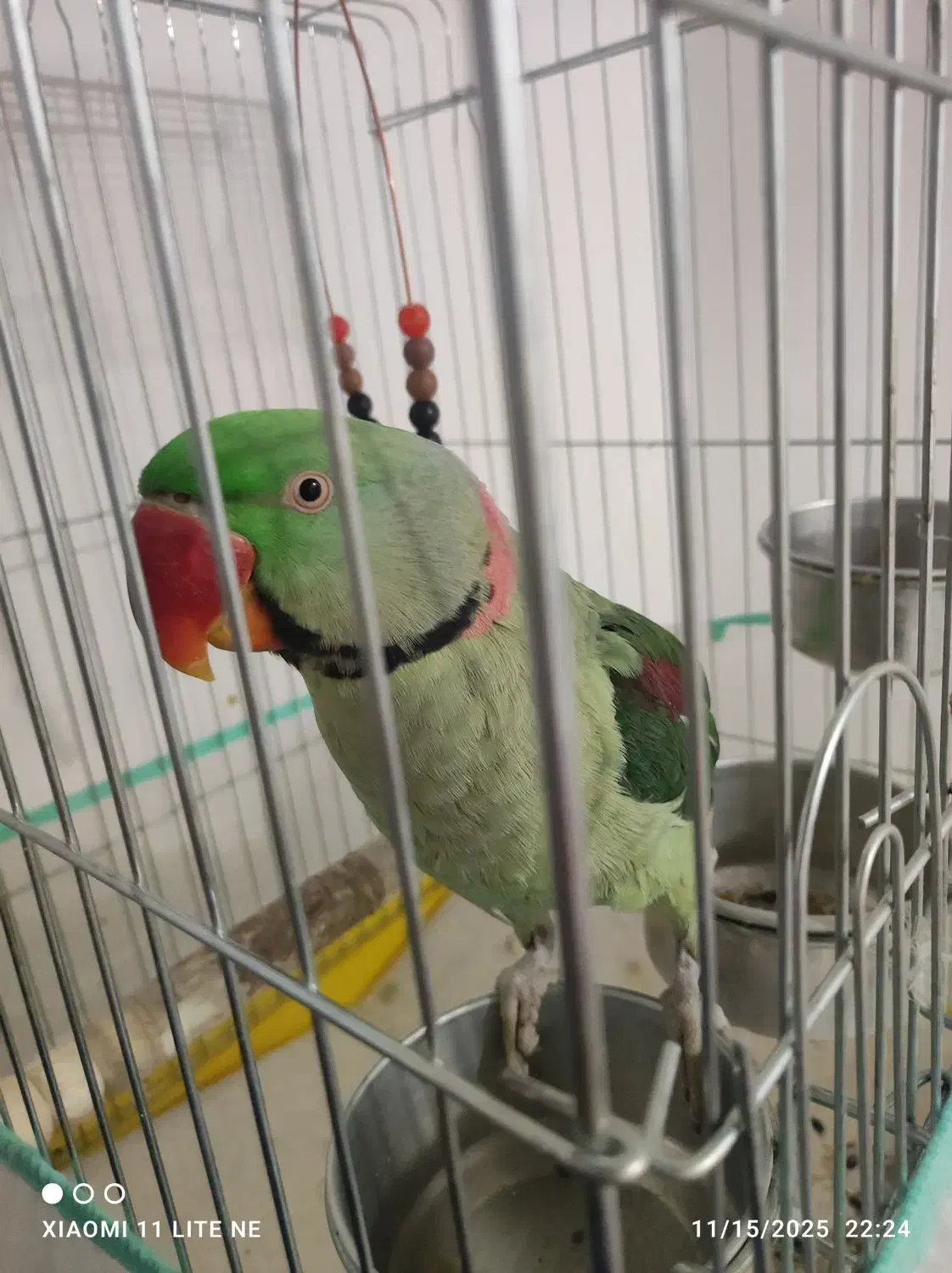 شاه طوطی خونگی|پرنده|بیرجند, |دیوار