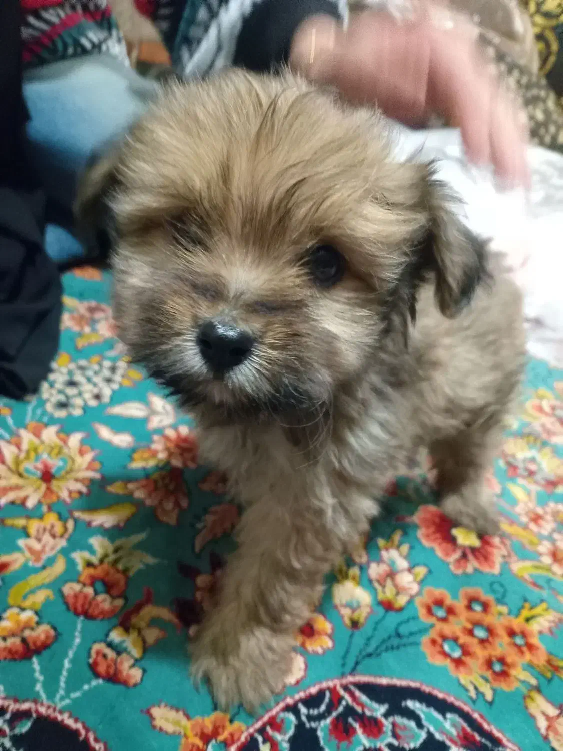 سگ پامرمیکس|سگ|زنده رود, |دیوار