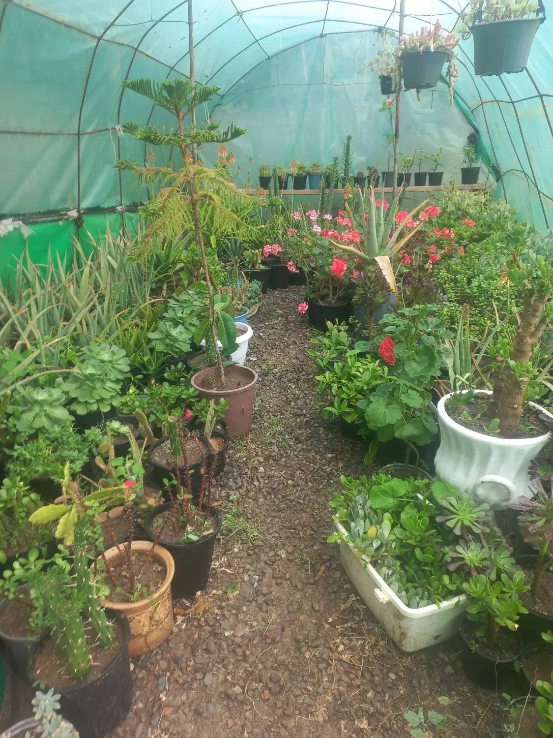 گل طبیعی|گل و گیاه طبیعی|پارس‌آباد, |دیوار