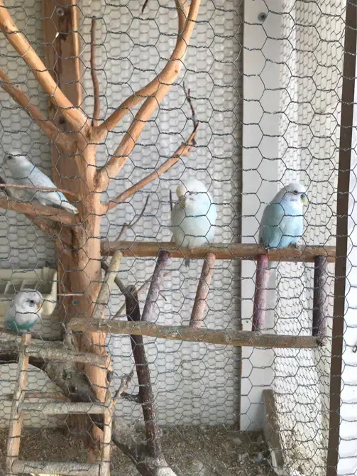 مرغ عشق|پرنده|ساری, |دیوار