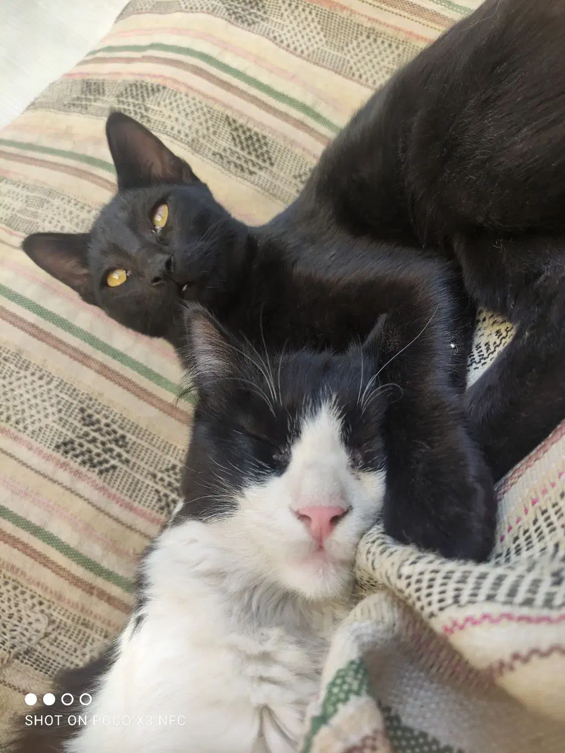 واگذاری|گربه|مشهد, کارگران|دیوار