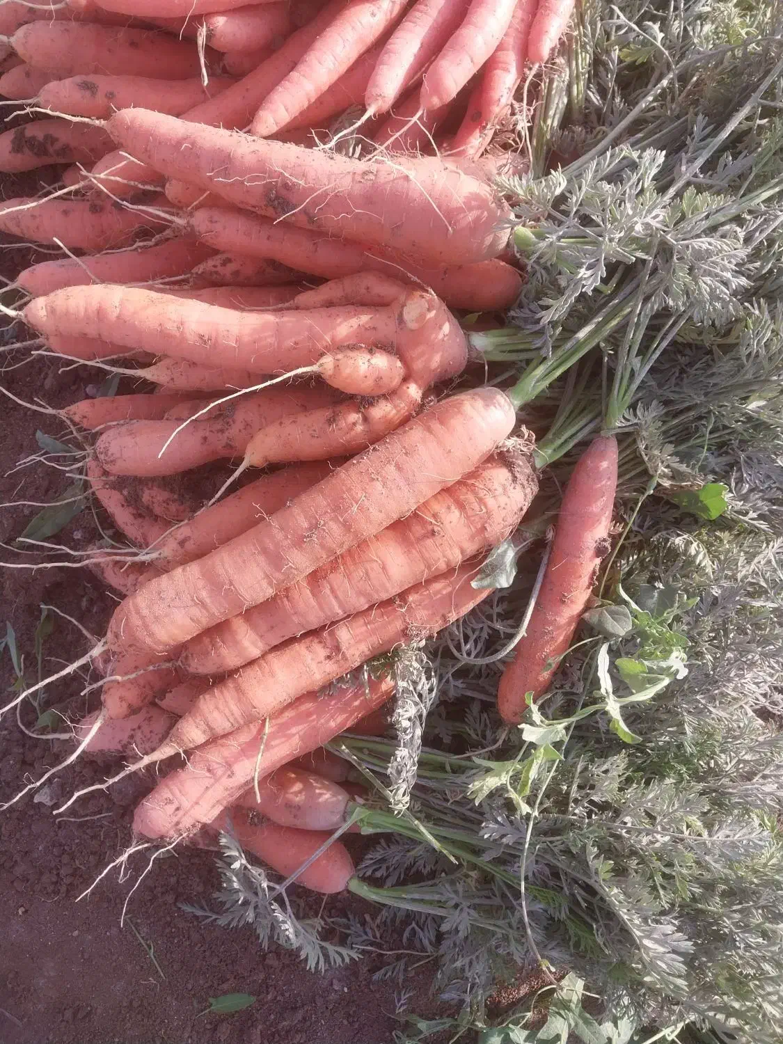 کشت محصول|خدمات باغبانی و درختکاری|میاندوآب, |دیوار