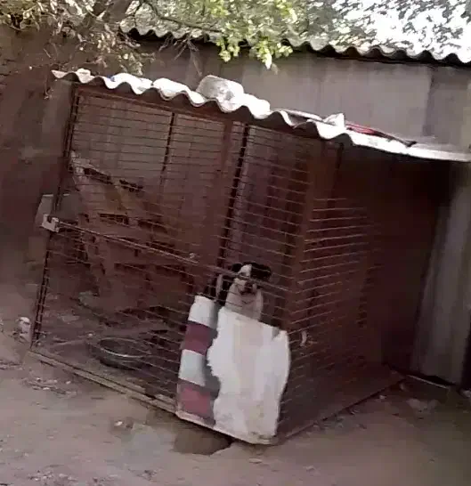 سگ پیتبول ماده تربیت شده|سگ|تهران, زهتابی|دیوار