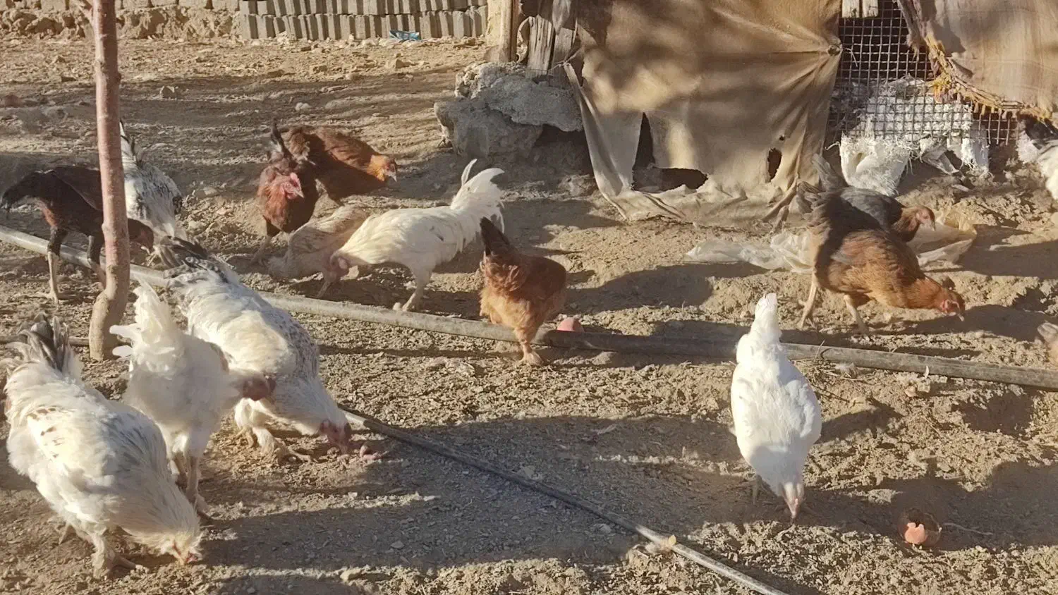 مرغ و خروس محلی|حیوانات مزرعه|سردشت, |دیوار